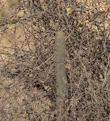Cleistocactus buchtienii