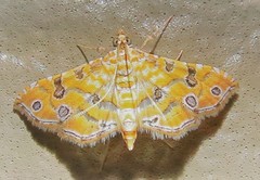 Ommatospila narcaeusalis