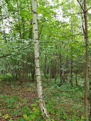 Betula pendula