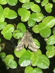 Elophila obliteralis