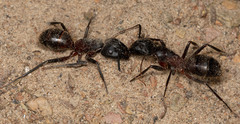 Camponotus sansabeanus