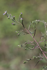 Symphyotrichum chilense