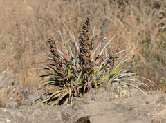 Puya