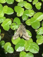 Elophila obliteralis