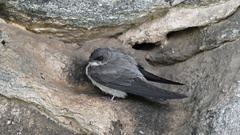 Ptyonoprogne rupestris