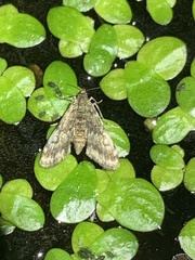 Elophila obliteralis