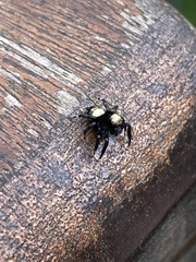 Thorelliola ensifera