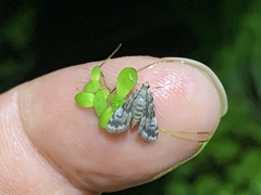 Elophila obliteralis