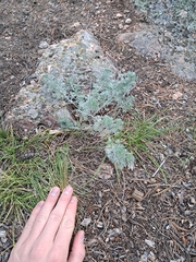 Artemisia frigida
