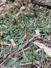 Chiloglottis trapeziformis