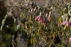 Passiflora pinnatistipula