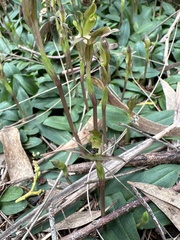 Chiloglottis trapeziformis