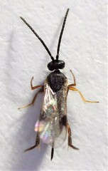 Microgastrinae