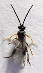 Microgastrinae