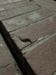 Ambigolimax valentianus
