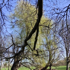 Salix babylonica