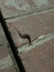 Ambigolimax valentianus