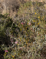 Passiflora pinnatistipula