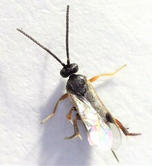 Microgastrinae