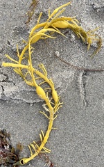 Ascophyllum nodosum