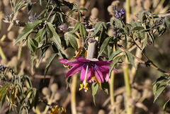 Passiflora pinnatistipula