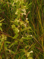 Pedicularis lanceolata