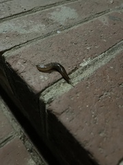 Ambigolimax valentianus