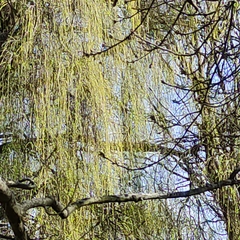 Salix babylonica