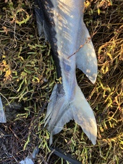 Acipenser transmontanus