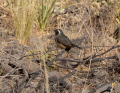 Saltator aurantiirostris