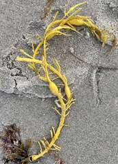Ascophyllum nodosum