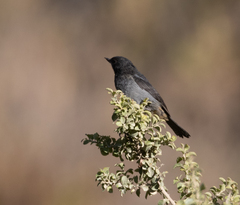 Diglossa carbonaria