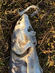 Acipenser transmontanus