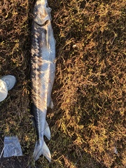 Acipenser transmontanus