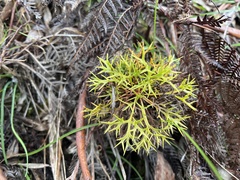 Isopogon ceratophyllus