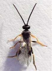 Microgastrinae