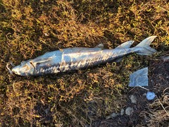 Acipenser transmontanus