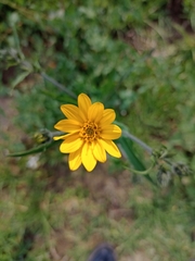 Simsia amplexicaulis