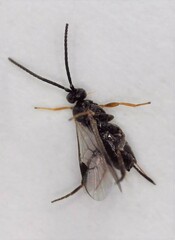 Microgastrinae