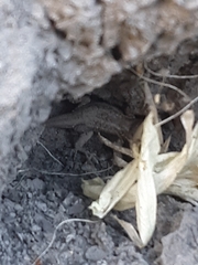 Sceloporus graciosus