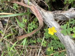 Oxalis perennans