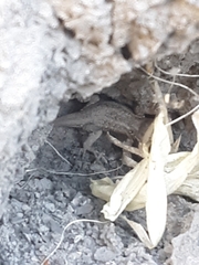Sceloporus graciosus