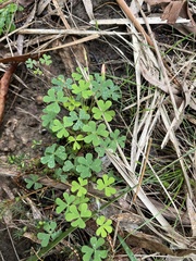 Oxalis perennans