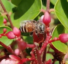 Apis florea