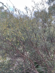 Ricinocarpos pinifolius