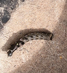 Melanchra persicariae