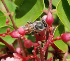 Apis florea