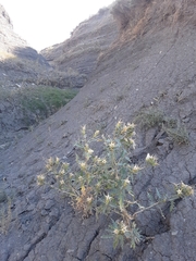 Mentzelia decapetala