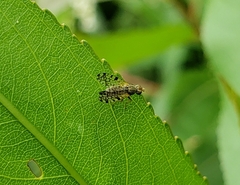 Dioxyna picciola