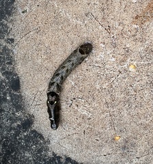 Melanchra persicariae